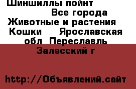 Шиншиллы пойнт ns1133,ny1133. - Все города Животные и растения » Кошки   . Ярославская обл.,Переславль-Залесский г.